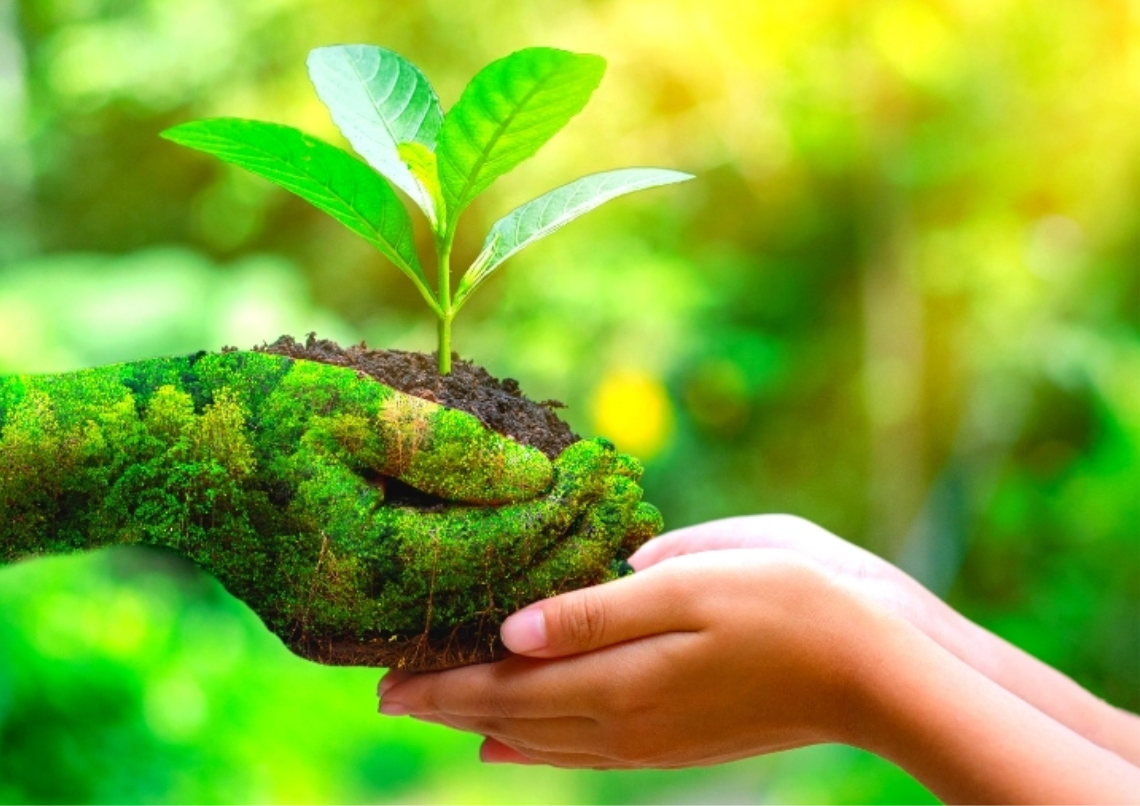 Eco-Friendly Initiatives