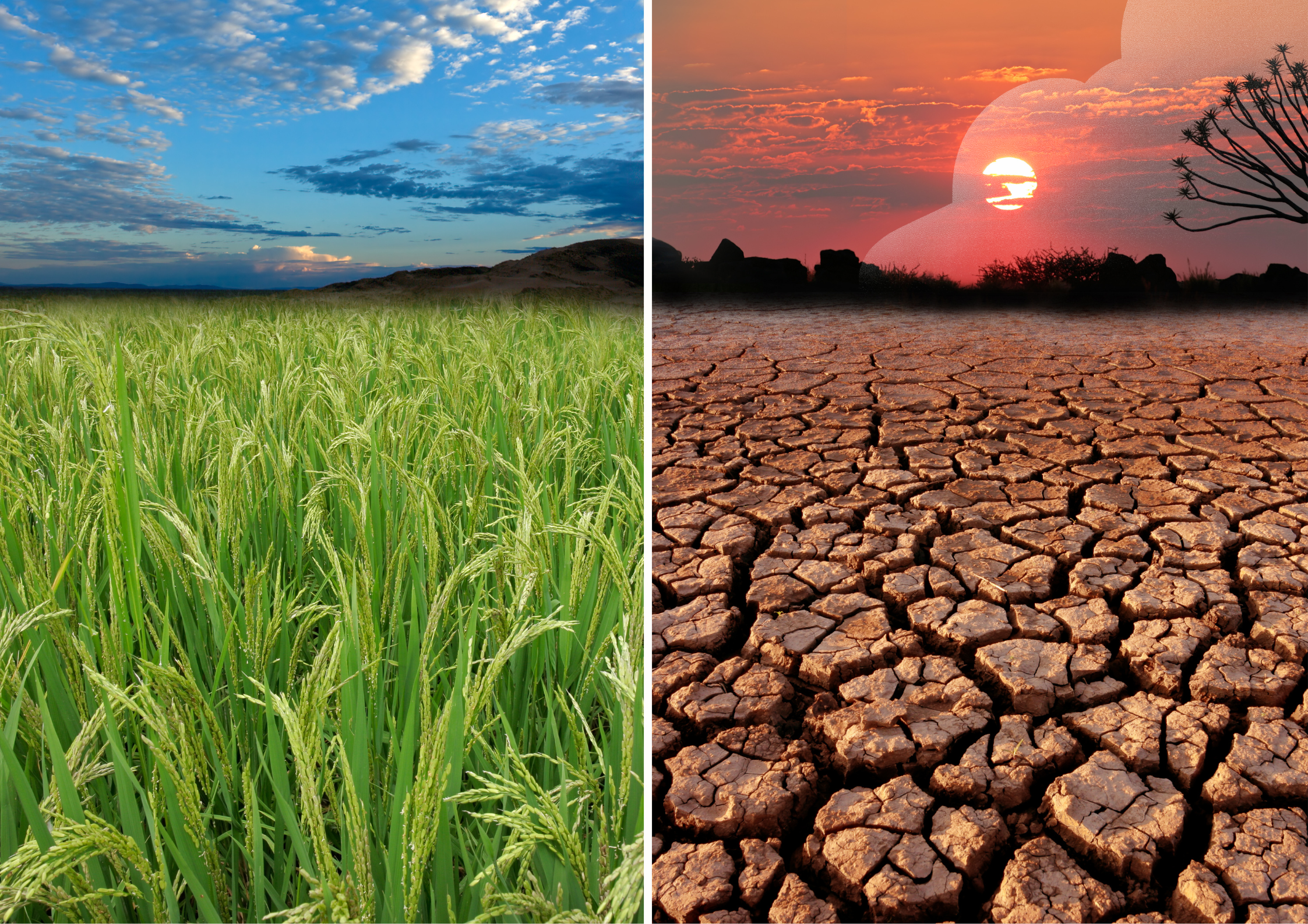 Global Warming